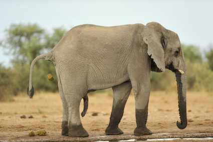 Elefantenkaffee Black Ivory